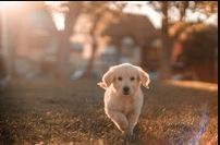 A coach giving advice on diet and lifestyle